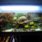 20091114_aquarium_1