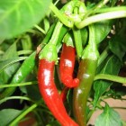 Cayenne