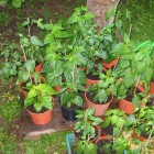 diverse Chilis