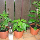 Ring of Fire, Martinique Chili, Habanero Red Savina (v.l.n.r.)