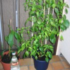 Cayenne, Criolla Sella (v.l.n.r.)