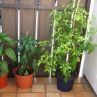 NuMex Ortega, Cayenne, Criolla Sella (v.l.n.r.)