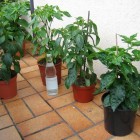 Cayenne, Ring of Fire, Cayenne, ? (Kleber fehlt) (v.l.n.r.)