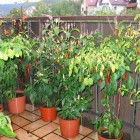 diverse Chilis