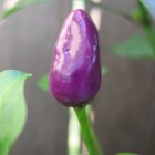 Ecuador Purple