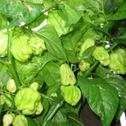 Martinique Chili