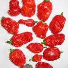 Ernte - Habanero Red Savina