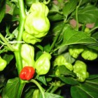 Habanero Red Savina