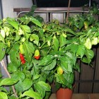 Habanero Red Savina