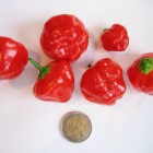 Ernte - Scotch Bonnet