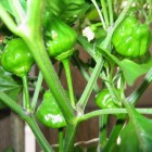 Scotch Bonnet