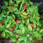 Scotch Bonnet