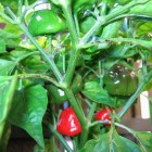 Scotch Bonnet