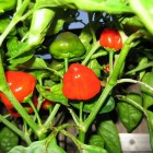 Scotch Bonnet