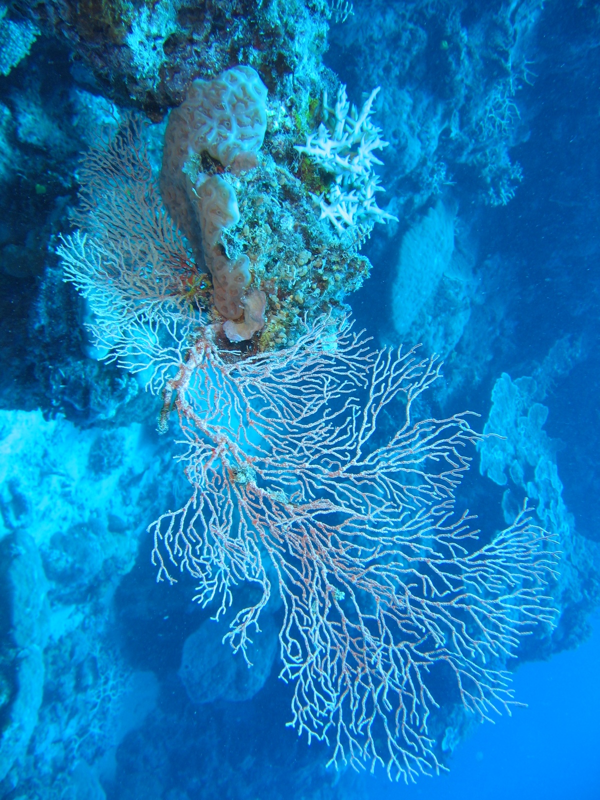 Agincourt Ribbon Reef - Gorgonien