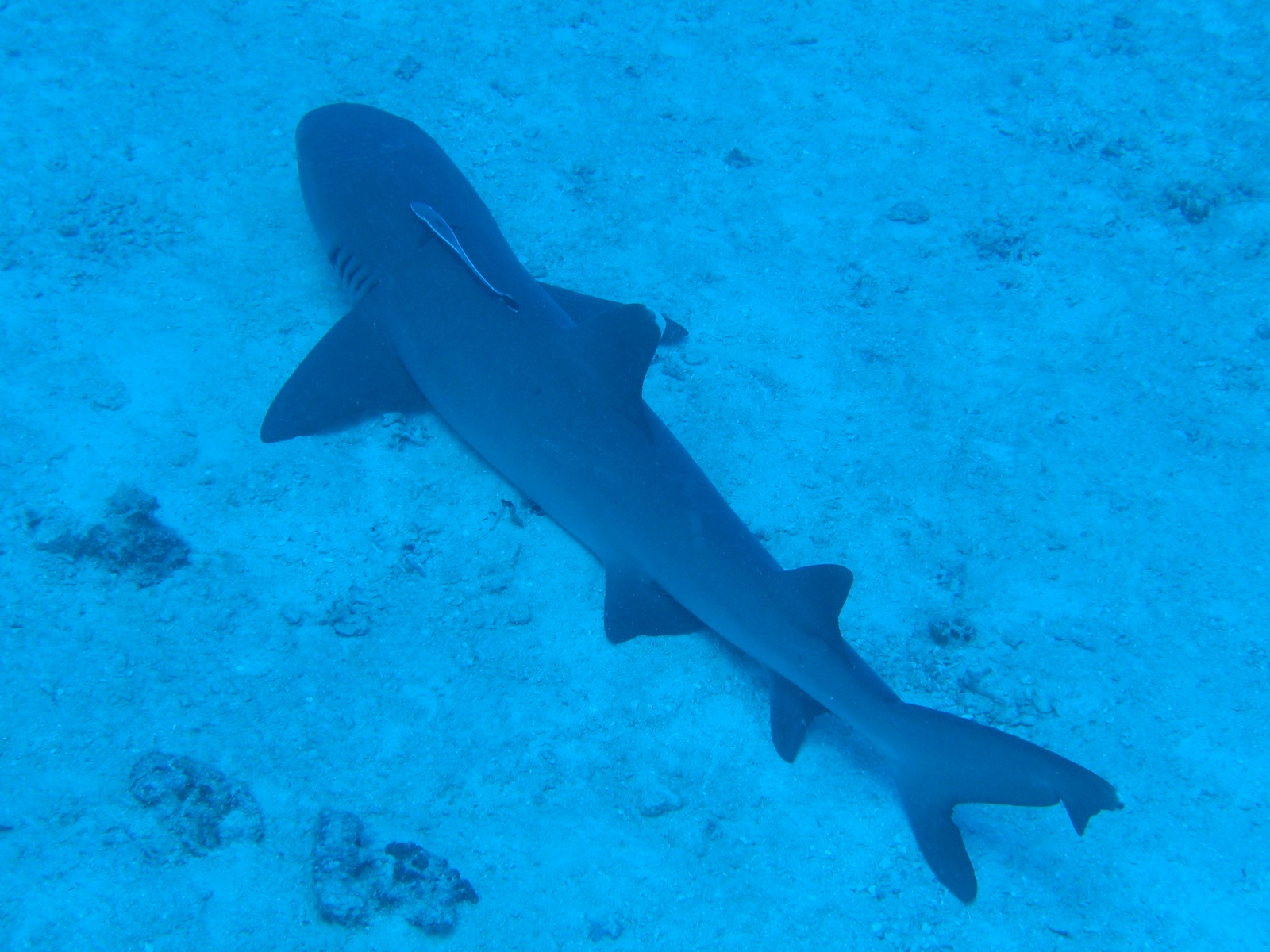 Agincourt Ribbon Reef - Weißspitzenriffhai