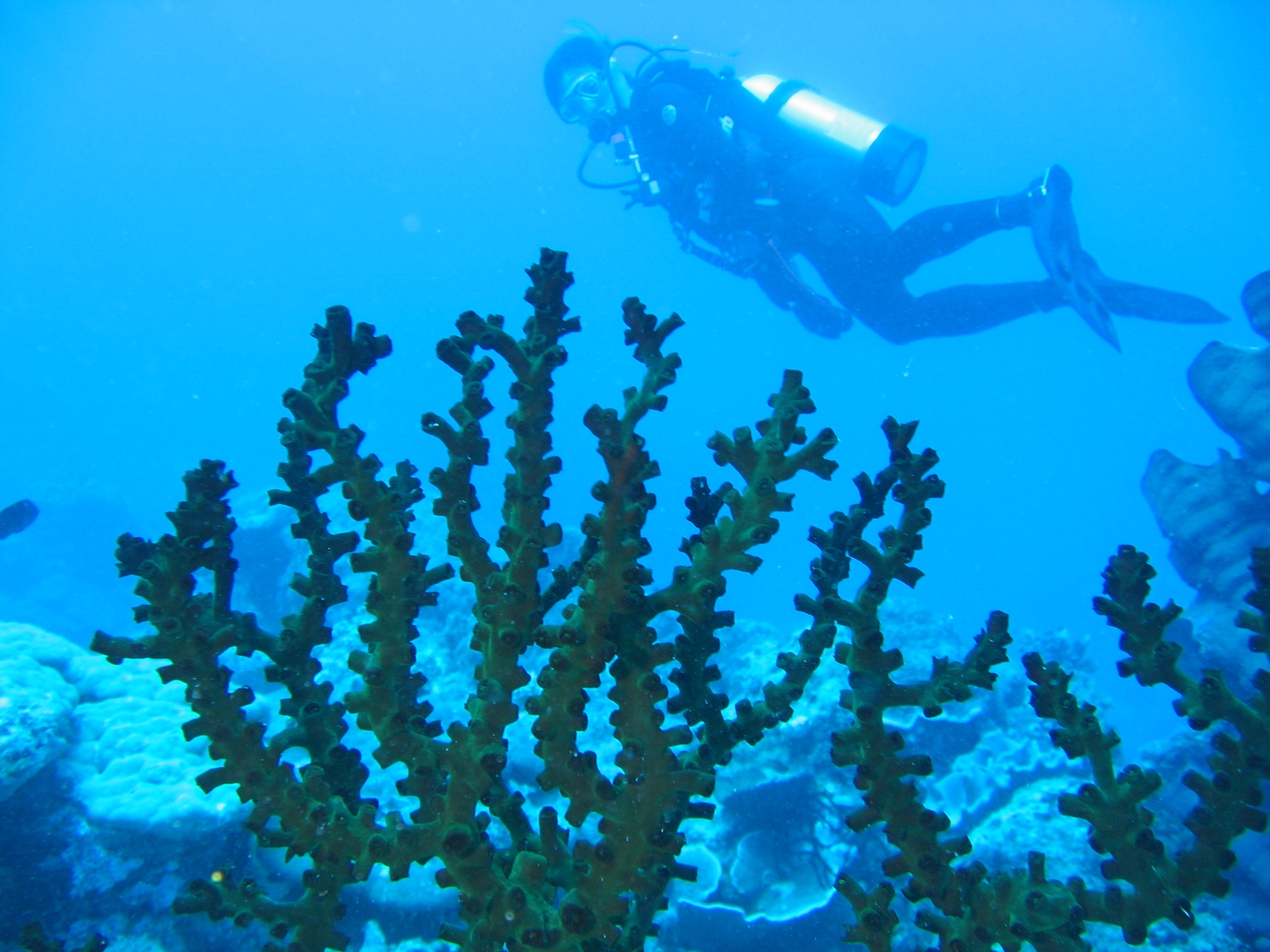 Agincourt Ribbon Reef - Martins Buddy