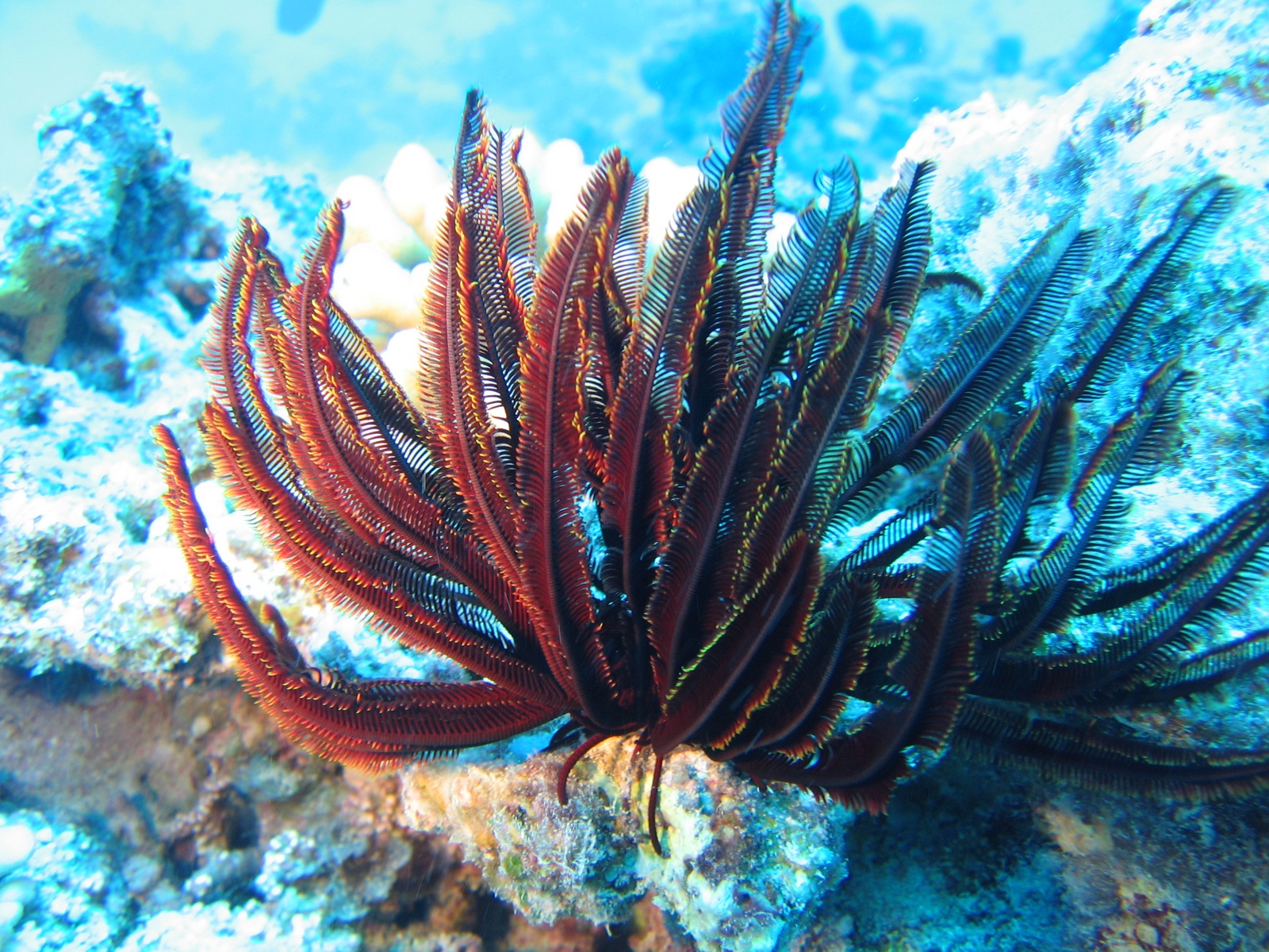 Agincourt Ribbon Reef - Haarstern