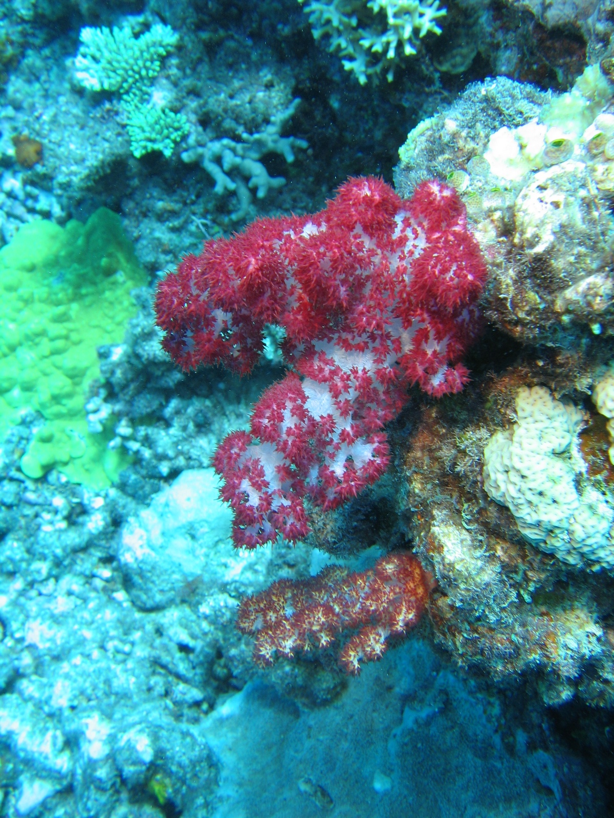 Agincourt Ribbon Reef - Koralle