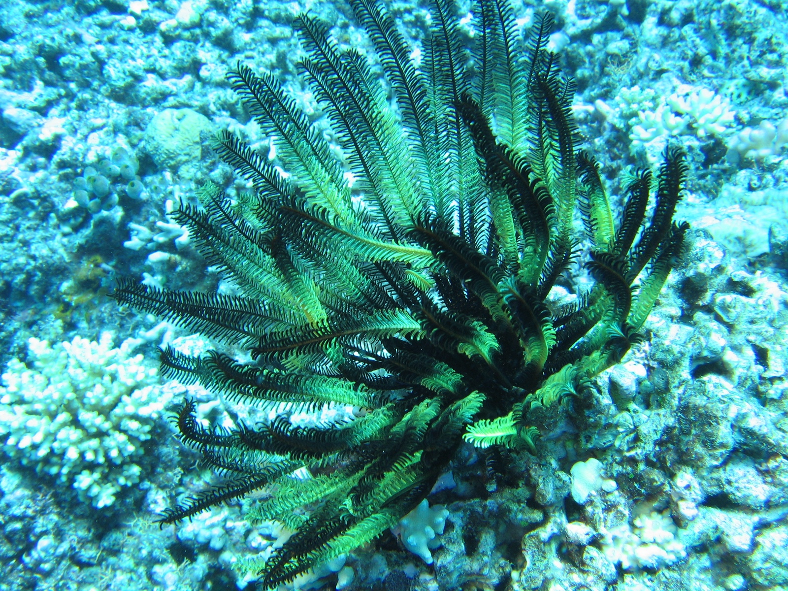 Agincourt Ribbon Reef - Haarstern