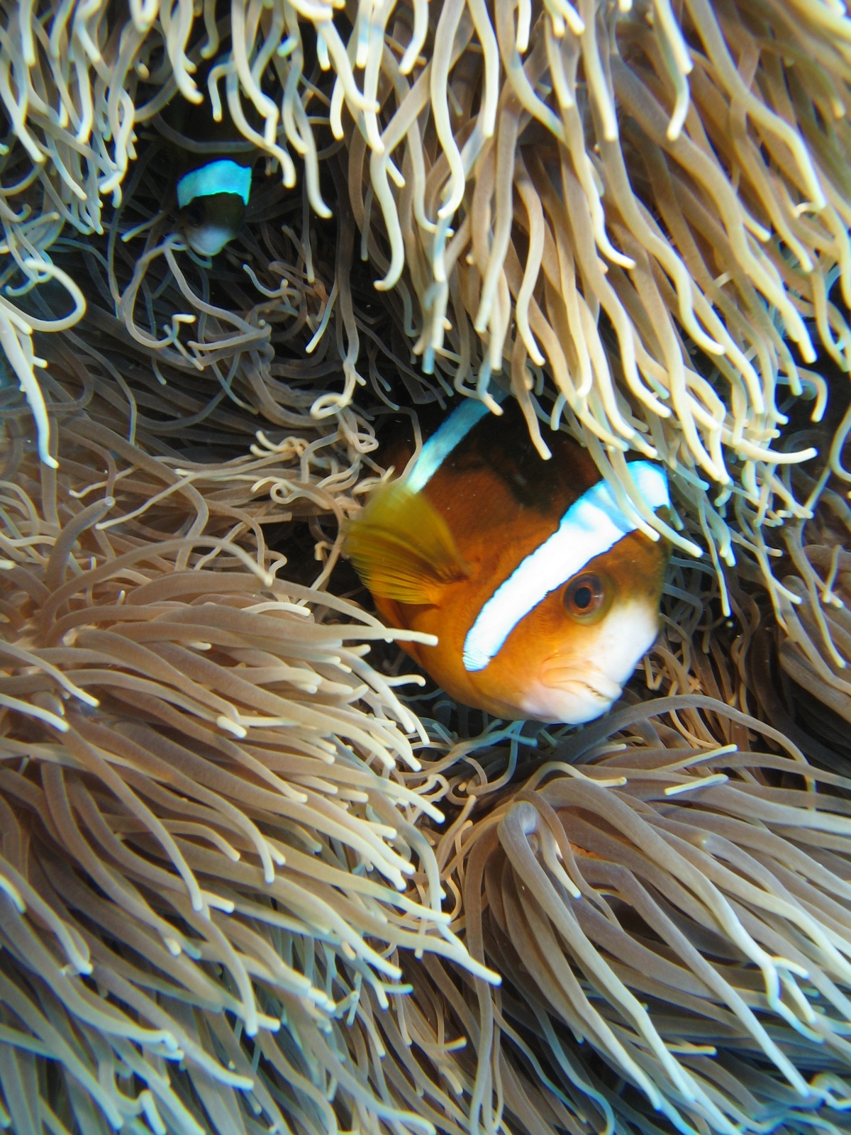 Agincourt Ribbon Reef - Clownsfisch in Anemone