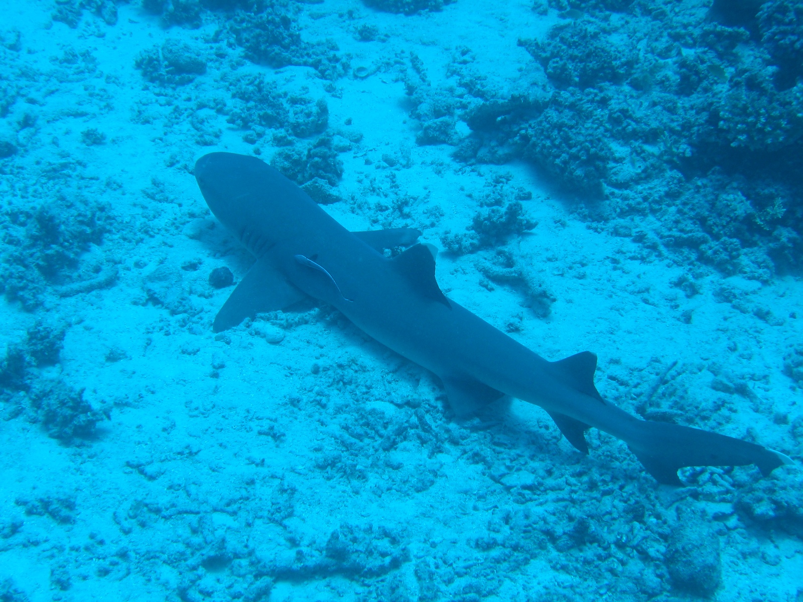 Agincourt Ribbon Reef - Weißspitzenriffhai