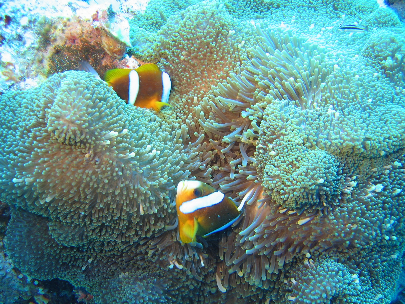 Agincourt Ribbon Reef - Clownsfische in Anemone