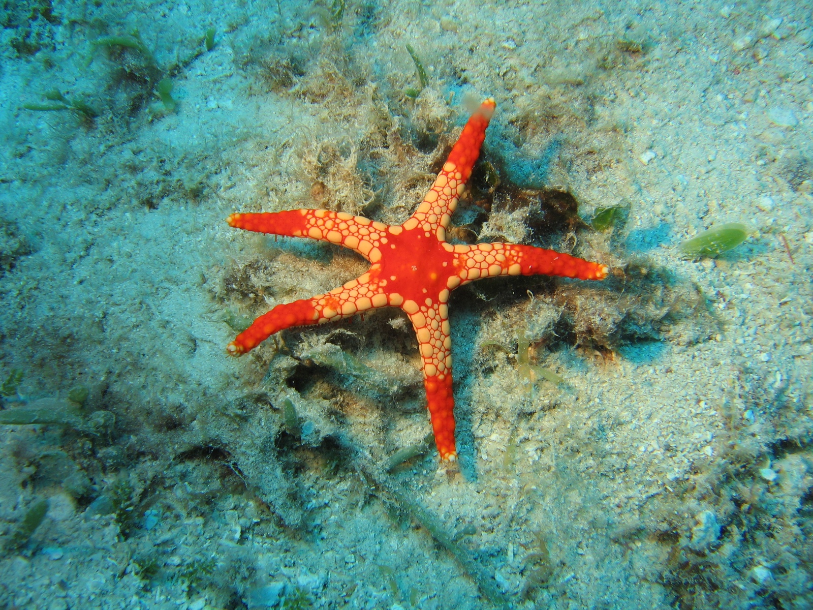 Moore Reef - roter Seestern