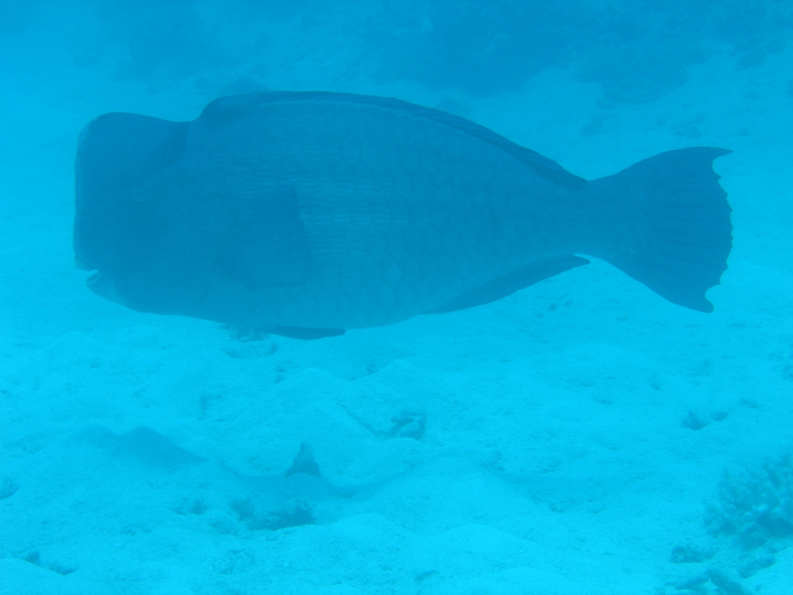 Moore Reef - Büffelkopf-Papageienfisch