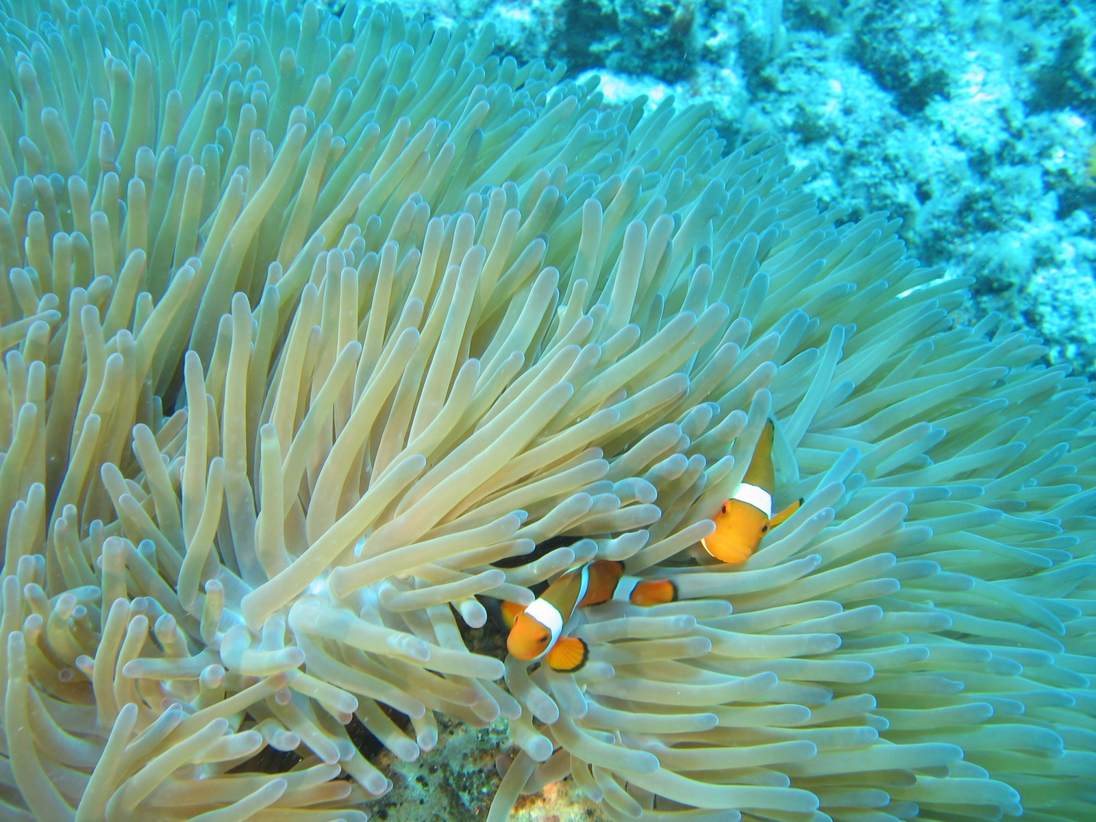 Moore Reef - Clownsfische in Anemone