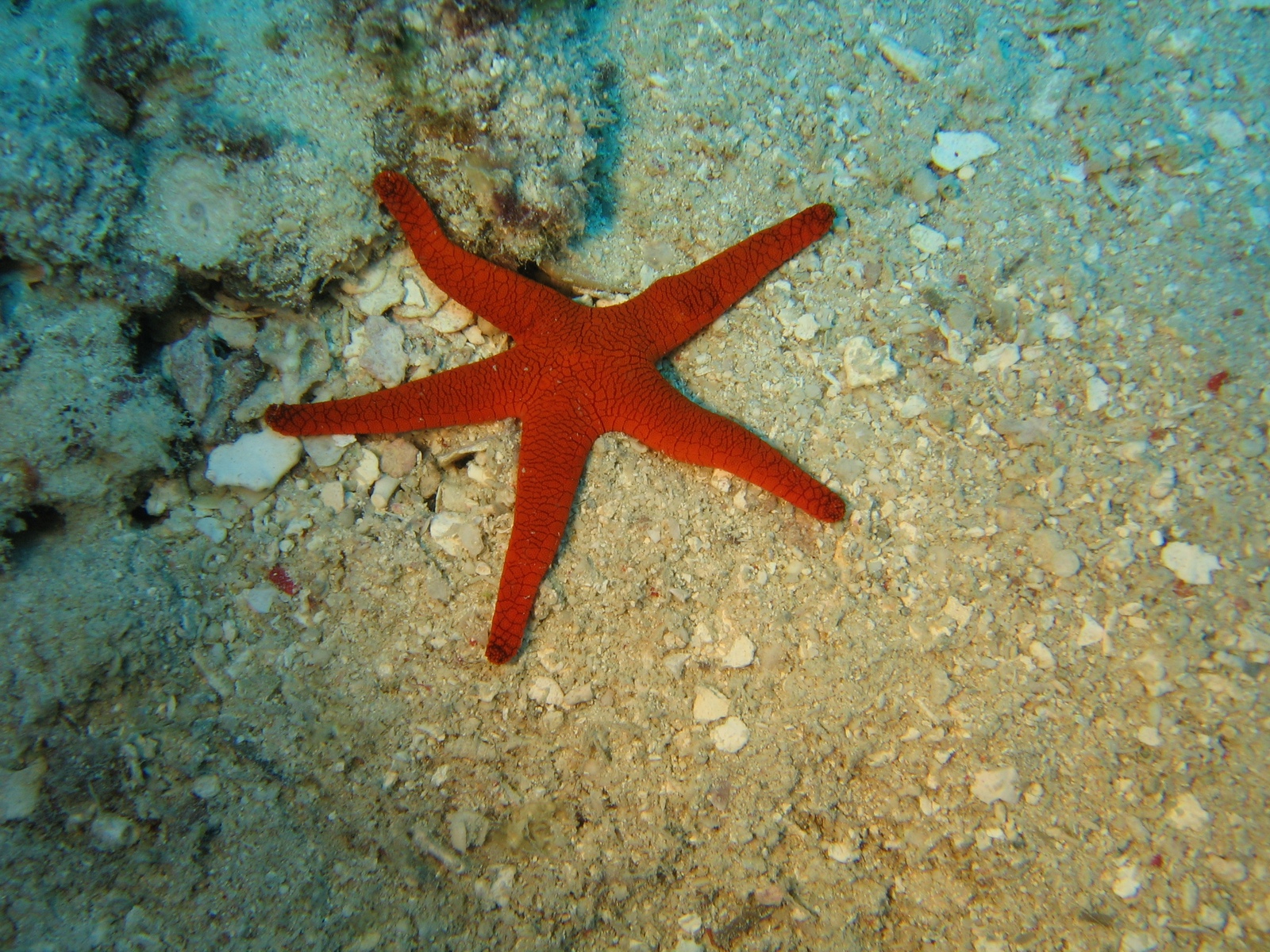 Moore Reef - roter Seestern