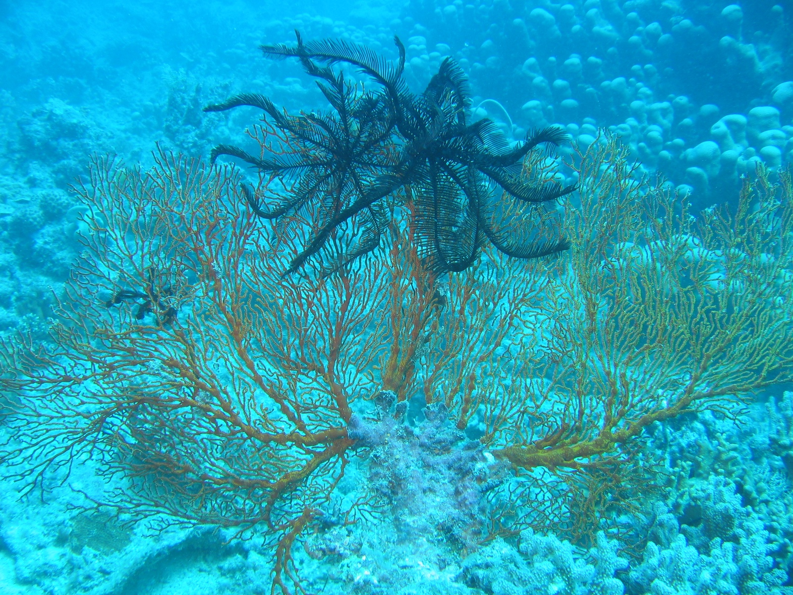Moore Reef - Haarsterne in Gorgonie