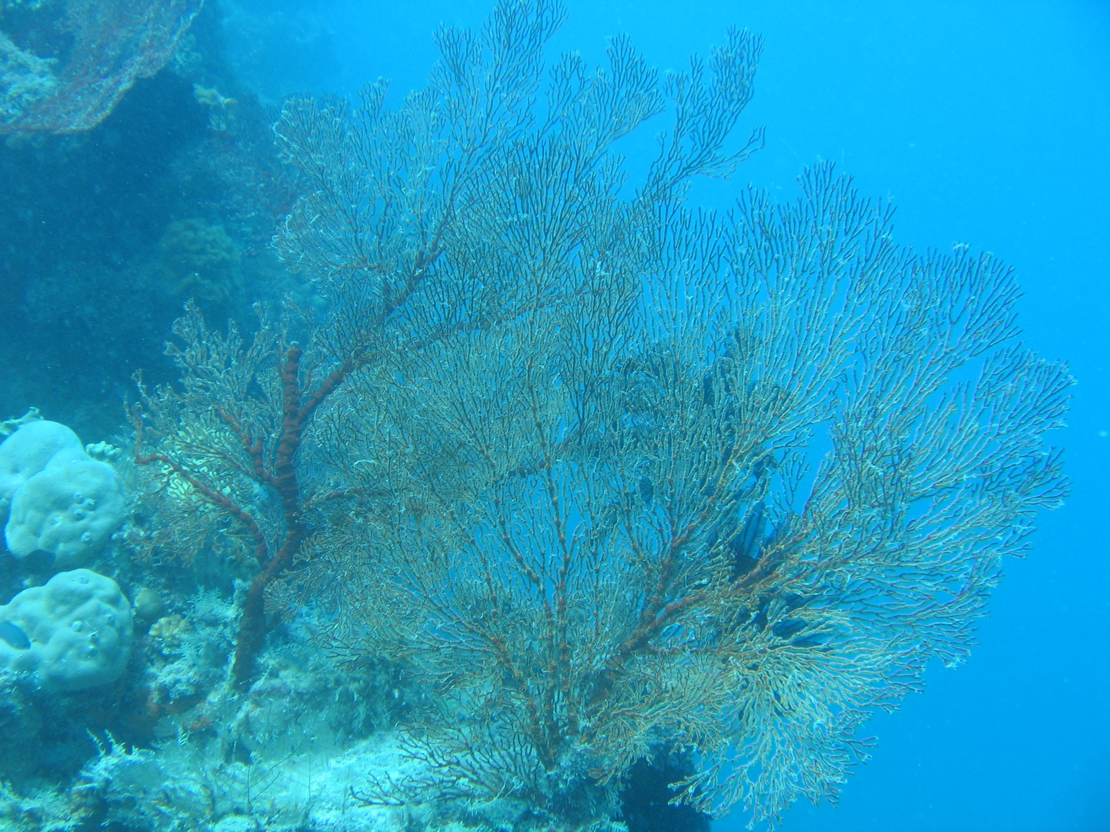 Moore Reef - Gorgonien