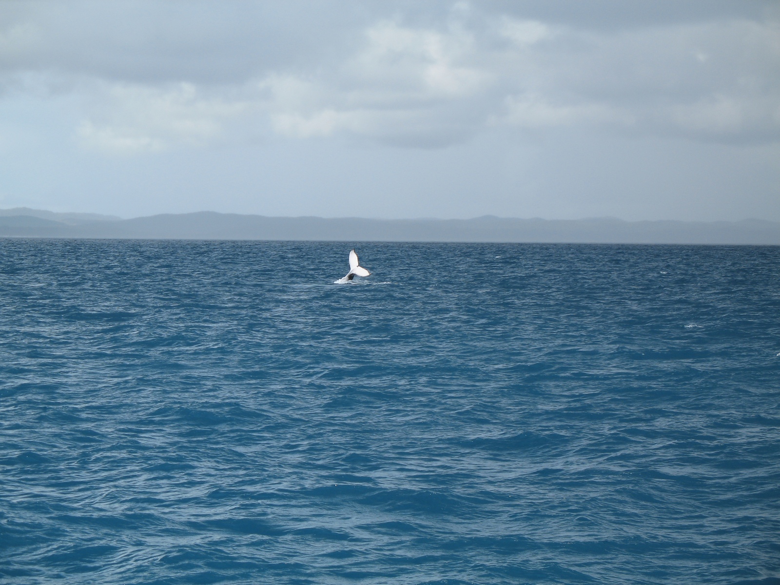 Whalewatching vor Hervey Bay