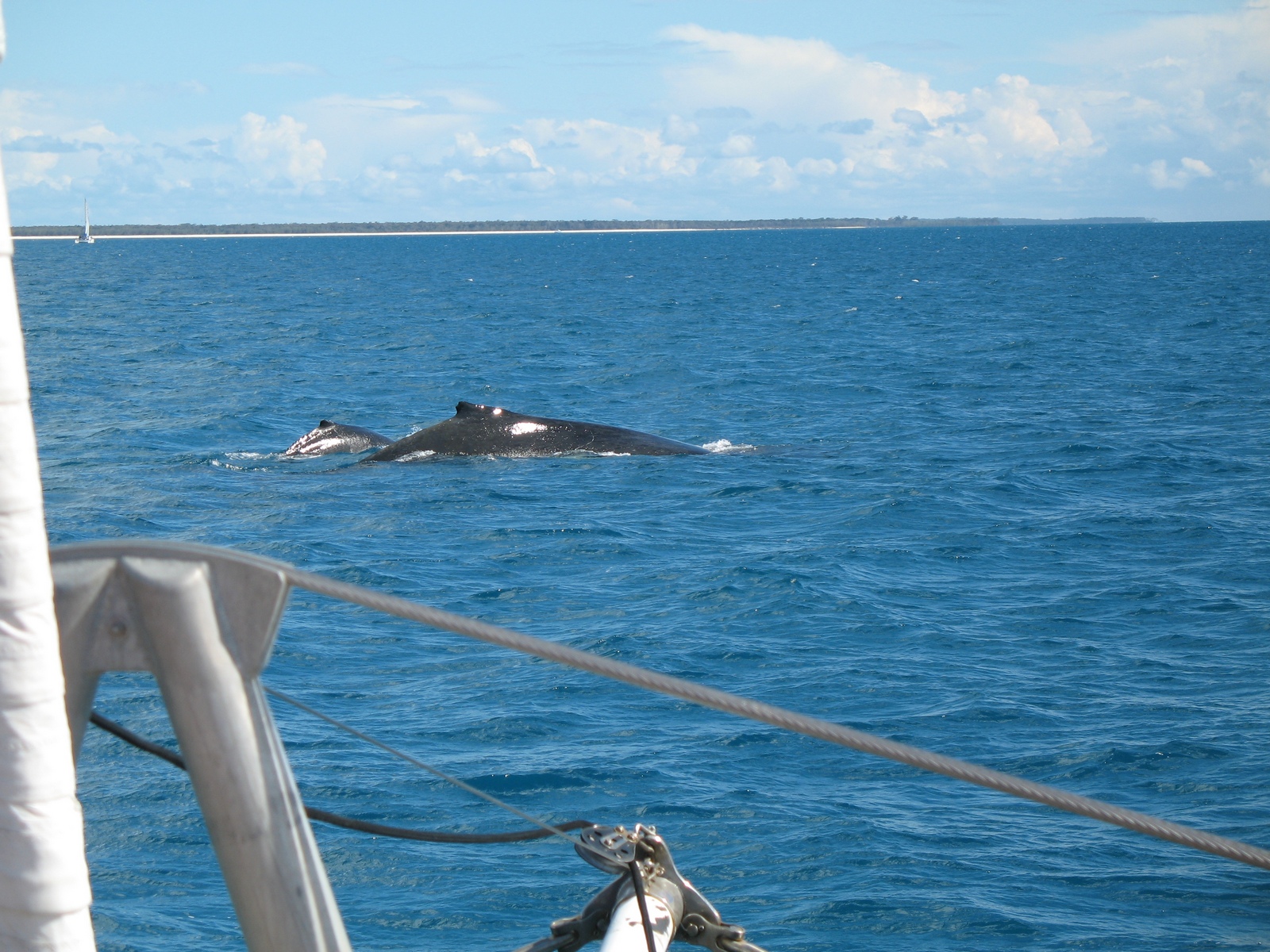 Whalewatching vor Hervey Bay