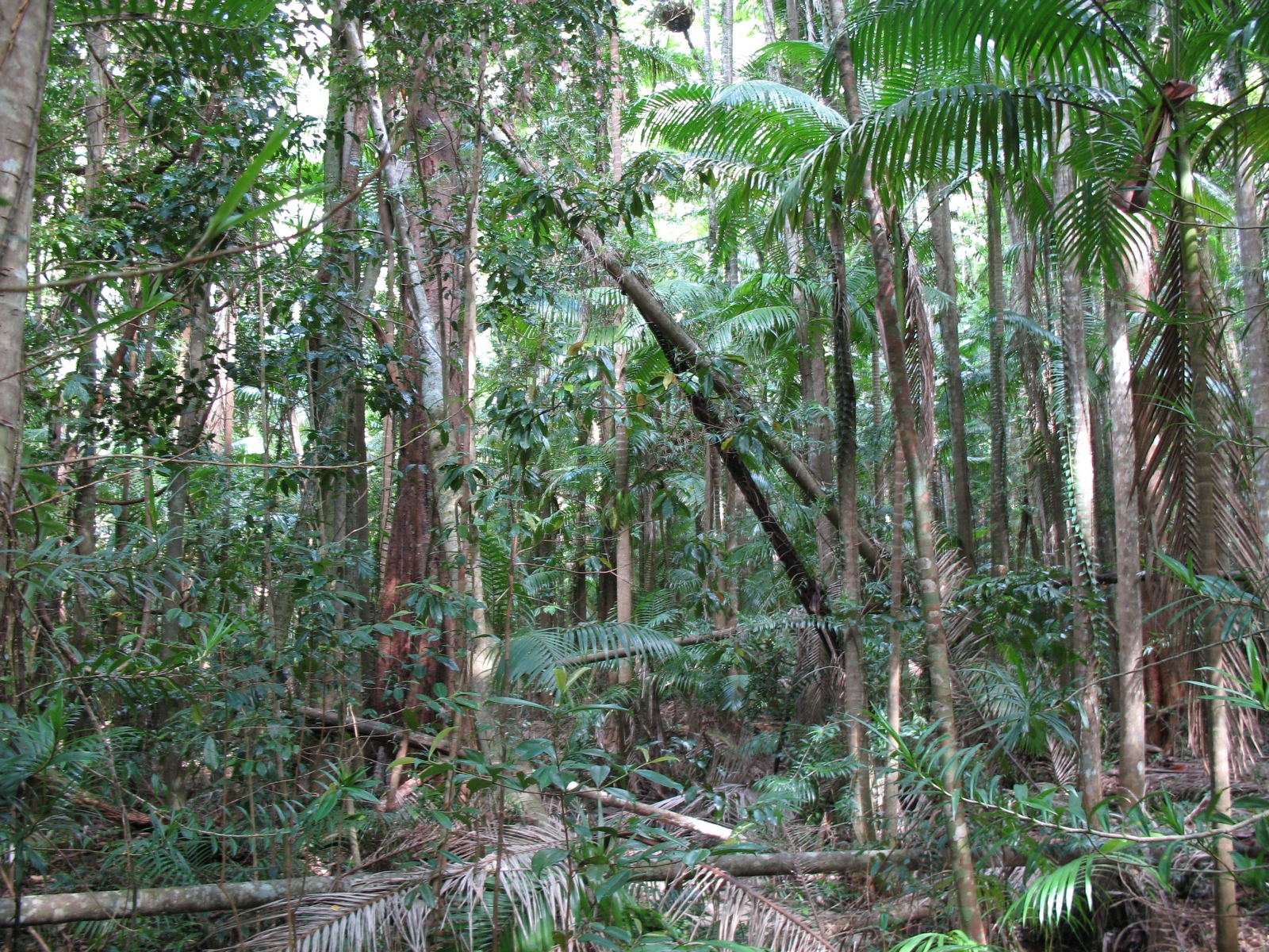 Fraser Island - Pile Valley