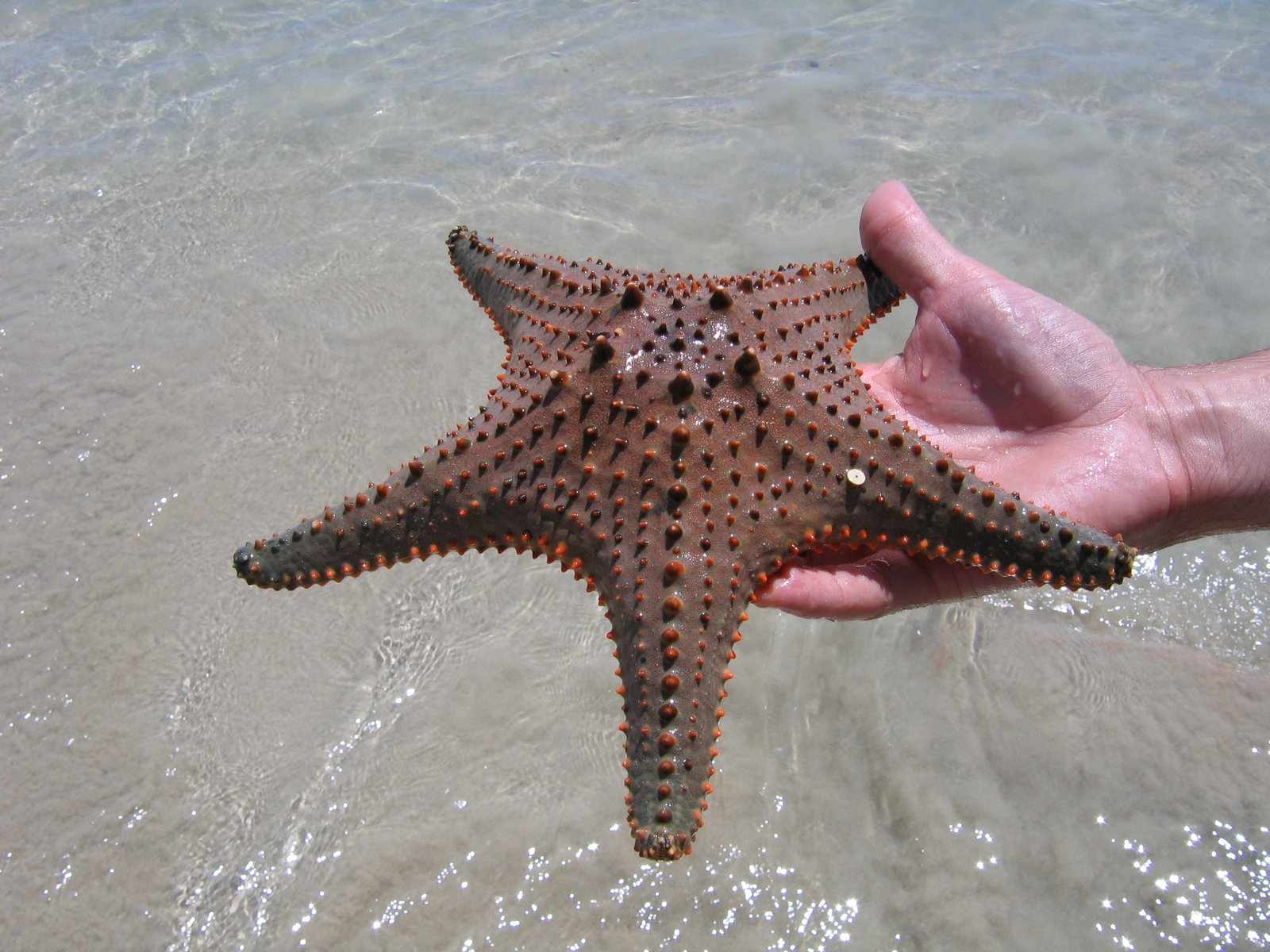 Great Keppel Island