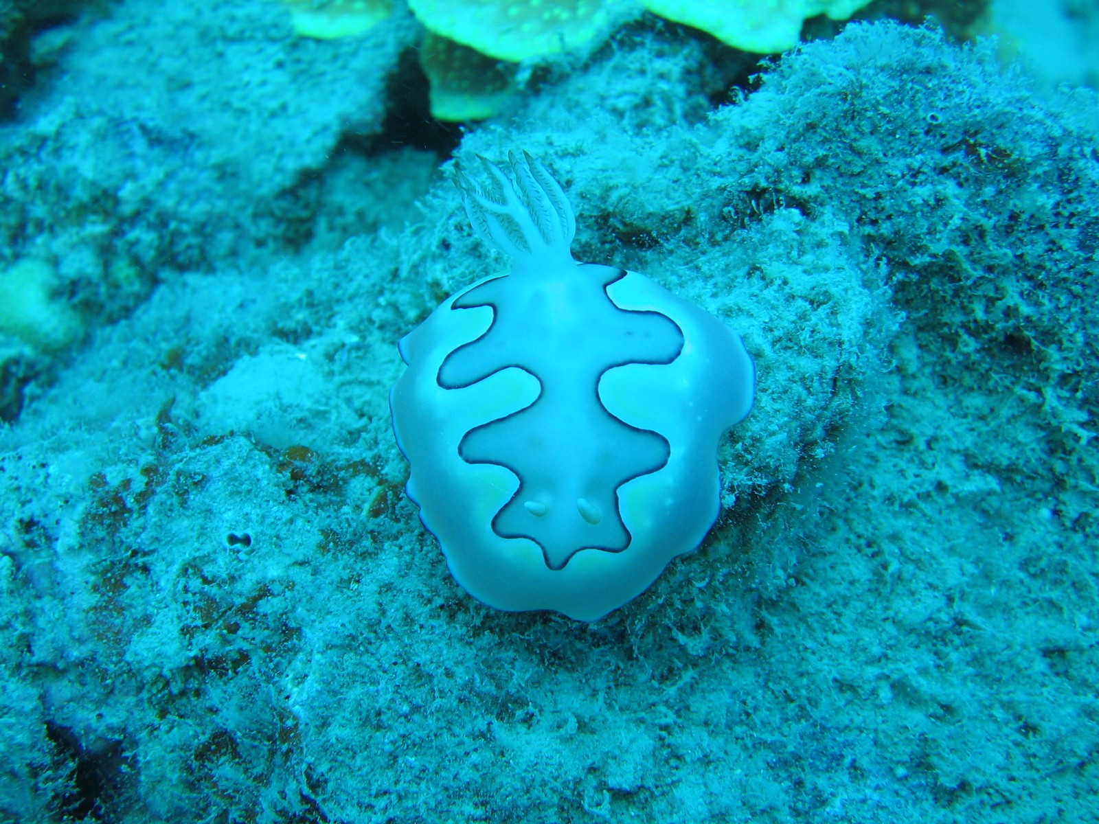 Whitsundays - Blue Pearl Bay - Nacktschnecke