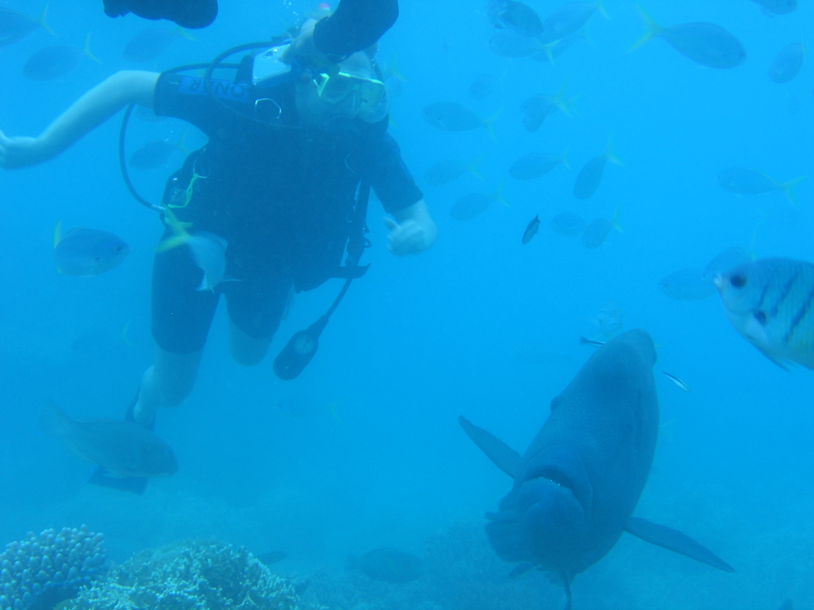 Whitsundays - Blue Pearl Bay - Taucher mit Elvis