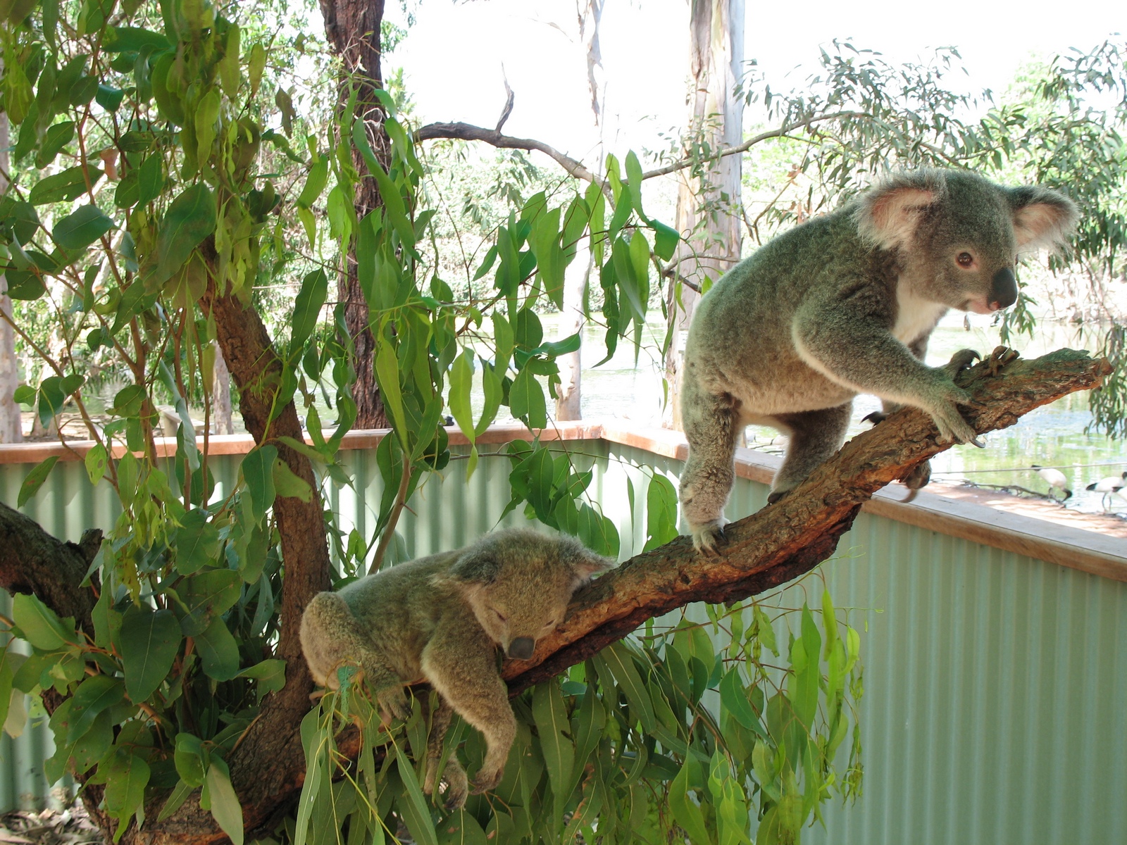 Billabong Sanctuary