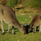 Kängurus im Yanchep National Park