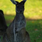 Känguru im Yanchep National Park