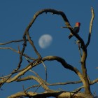 Yanchep National Park