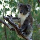Koala im Yanchep National Park