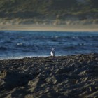 Strand bei Margaret River