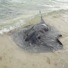 Schwarzer Stechrochen am Strand der Hamelin Bay