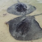 Schwarze Stechrochen am Strand der Hamelin Bay