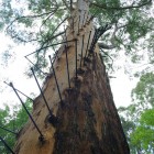 Gloucester Tree