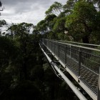 Valley of the Giants (Top Tree Walk)