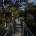Valley of the Giants (Top Tree Walk)